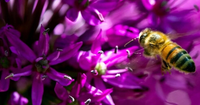 Blooms and Bees: Cultivating Your Spring Garden with Pollinators in Focus