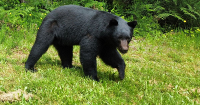 Trail Encounters: Navigating Wildlife Sightings in Washington - Handling Bears, Cougars, and Coyotes Safely